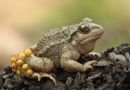  Tier des Jahres 2013 - Glögglifrosch im Eschheimertal