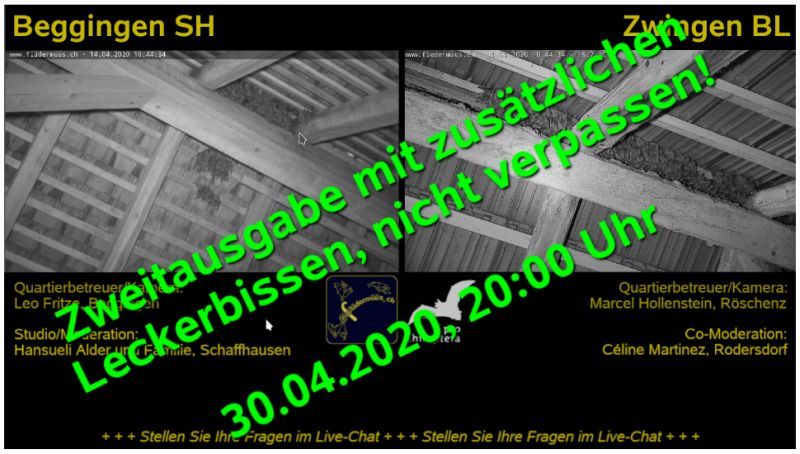 Diverses – Fledermaus-Exkursion im Livestream
