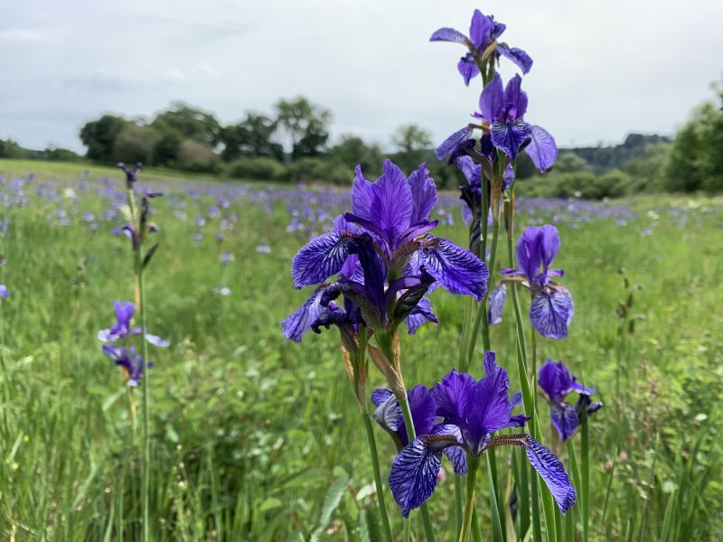 Amphibien, Orchideen und Totholz im Schaarenwald