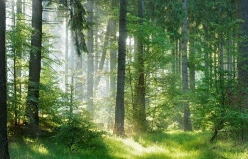 Waldbaden