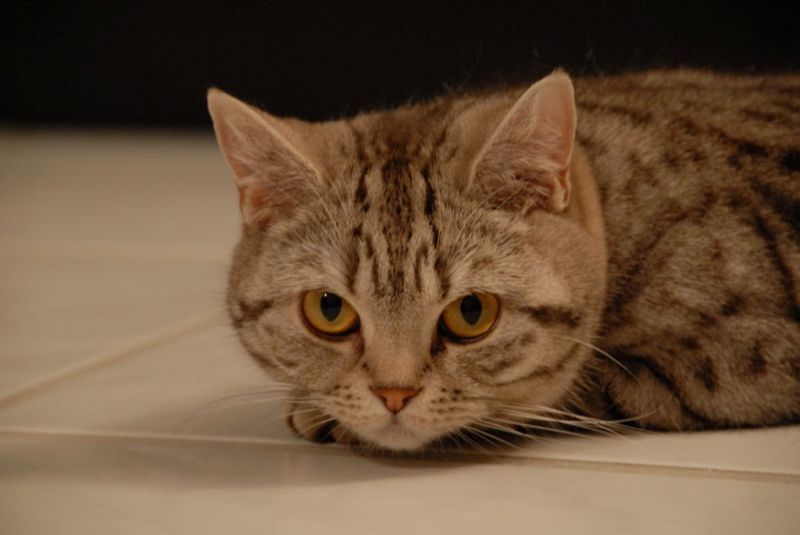 Internationale Katzenausstellung