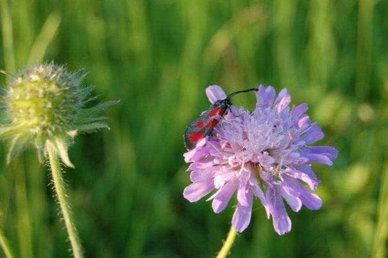 Blumen und Insekten in unserer Naturlandschaft