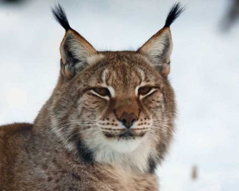 Der Luchs – grosse Katze in unserer Nachbarschaft