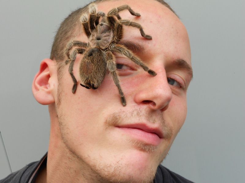Insectophobie Riesen-Spinne und Insekten Ausstellung