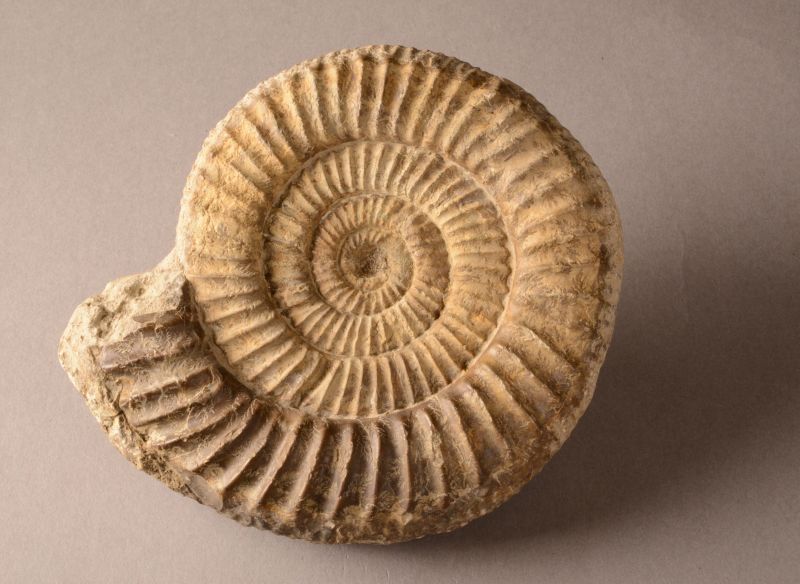 Das Leben im Jurameer – Fossilienbestimmen für Familien