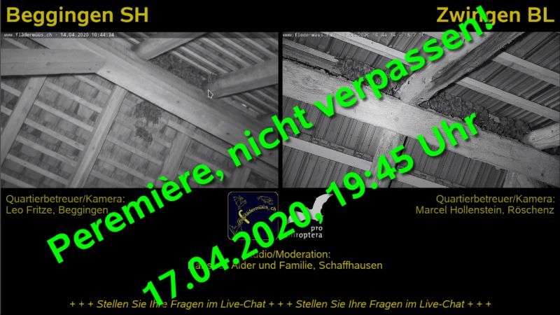 Diverses – Fledermaus-Exkursion im Livestream