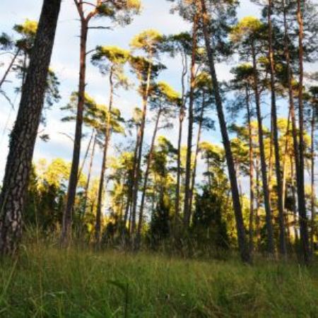 NaturFilm-Abend – «Der wilde Wald»