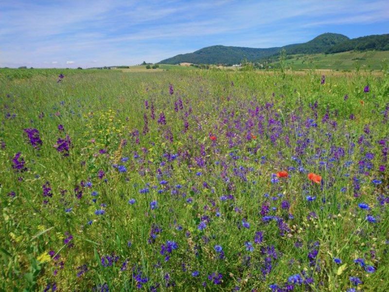 Exkursion in die Klettgauer Landschaft