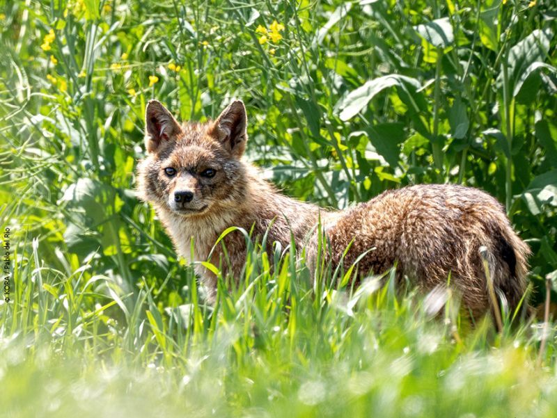 NaturFilm-Abend – «Der Goldschakal» 