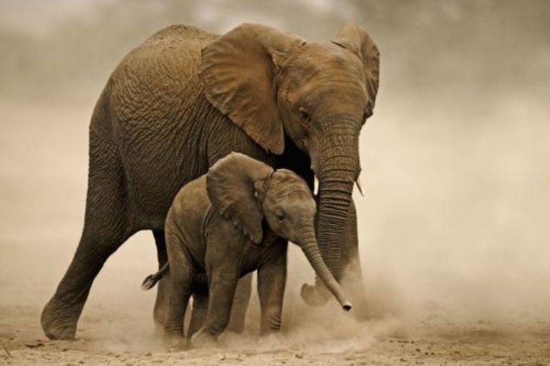 WWF Lauf für Afrikanische Elefanten