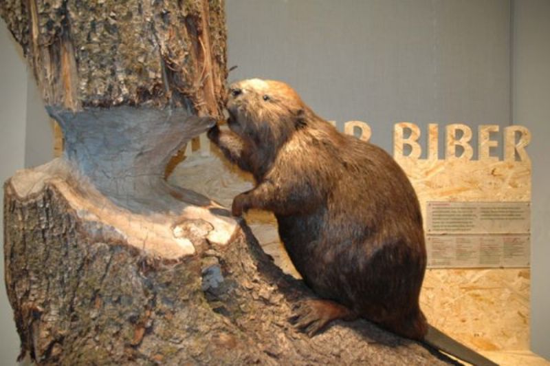 Baumeister Biber