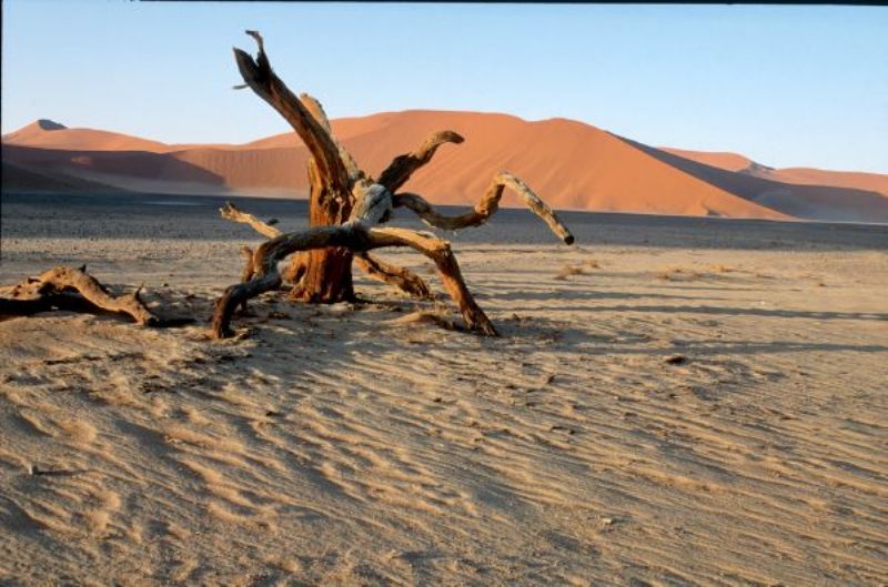 Namib – Die Kunst zu überleben