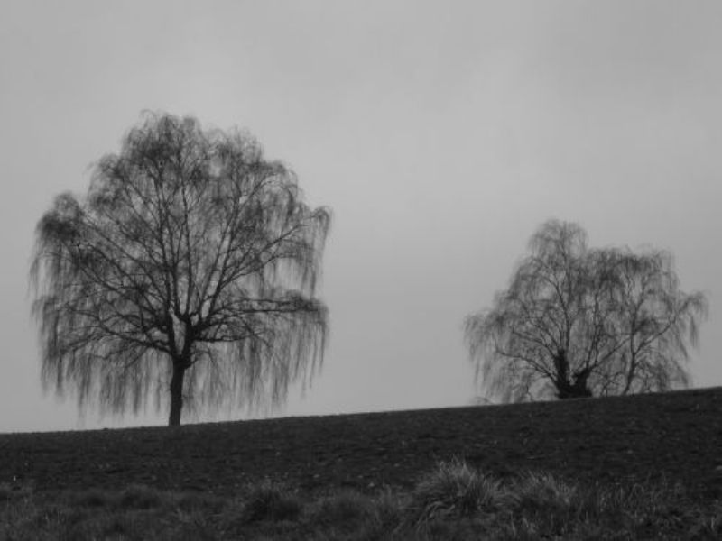 Pflanzen und Märchen in der Gärtnerei