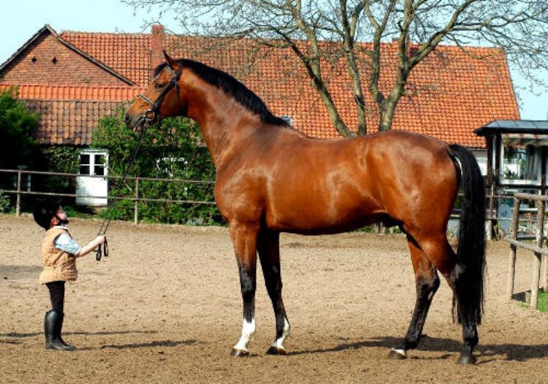 Mythos Trakehnen