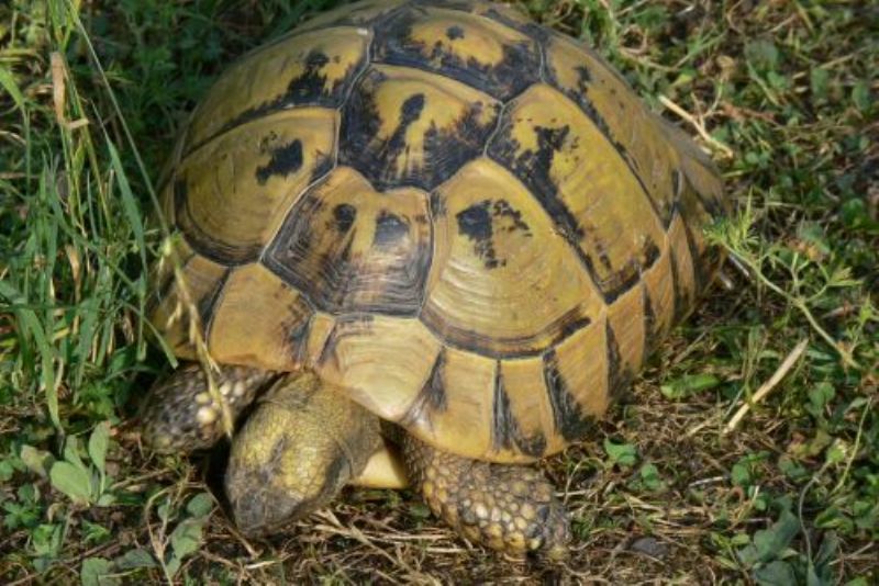 Schildkröten