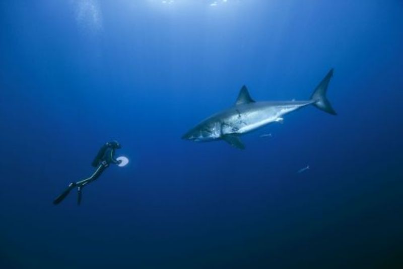 Oceans – Unsere Ozeane    