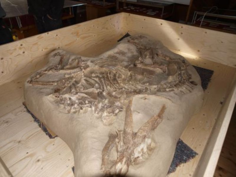 Die urzeitliche Tierwelt zwischen Schienerberg und Höwenegg – Vom Sumpfwald zur Savanne