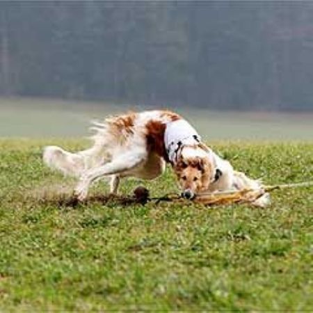 1. Int. Coursing (Windhundrennen)