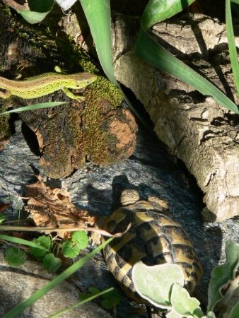 Schildkröten