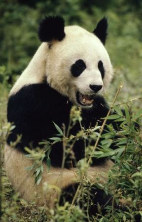 Das Engagement des WWF für den Grossen Panda