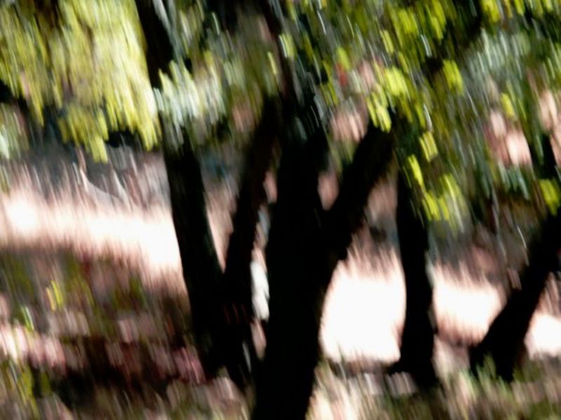 Mirjam Candan – «Poetrees»