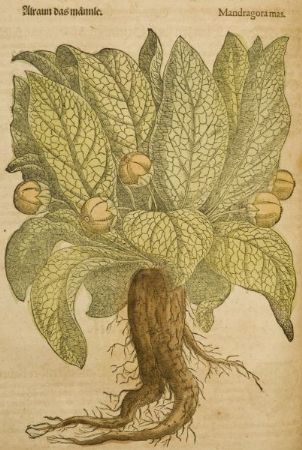 Von Ritual- und Arzneipflanzen: neue ethnobotanische Forschung