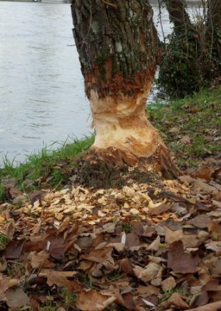 Auf den Spuren des Bibers im unteren Kantonsteil
