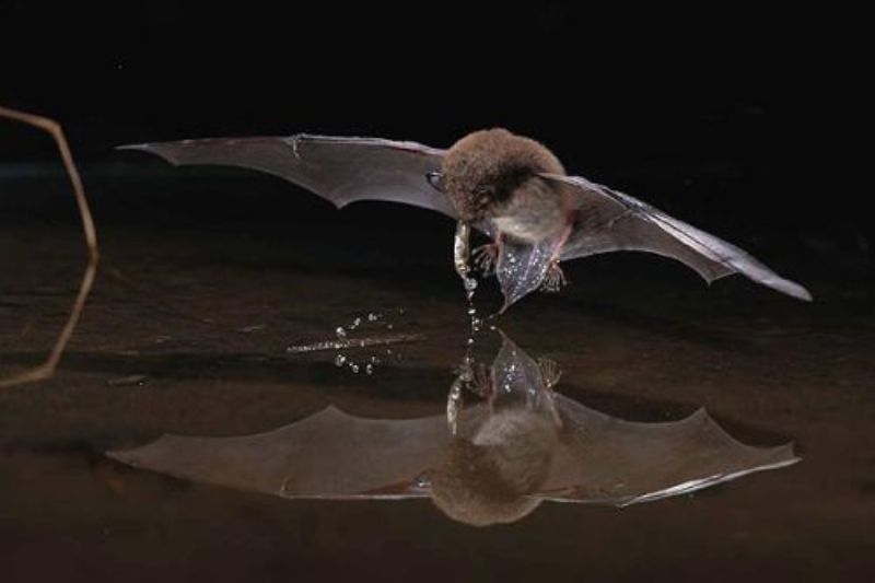 Wasserfledermaus - Lebensräume