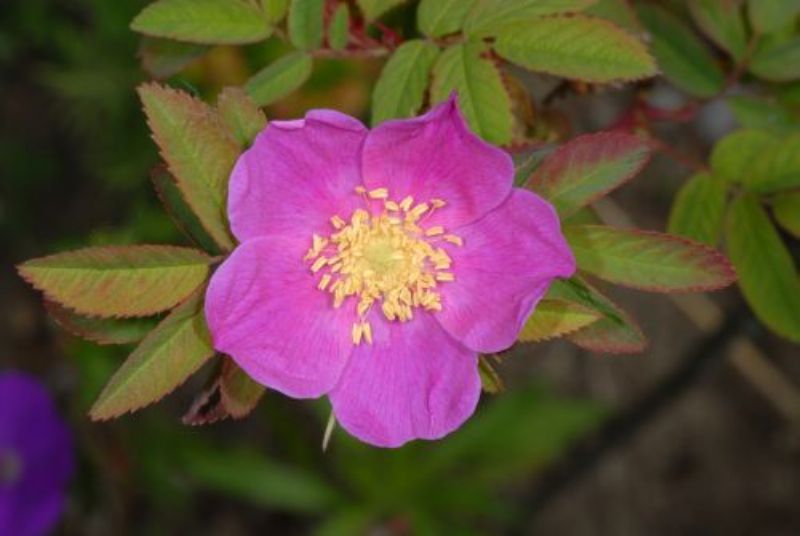Von wilden und zahmen Rosen