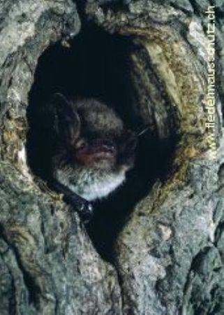 Wasserfledermaus - Lebensräume
