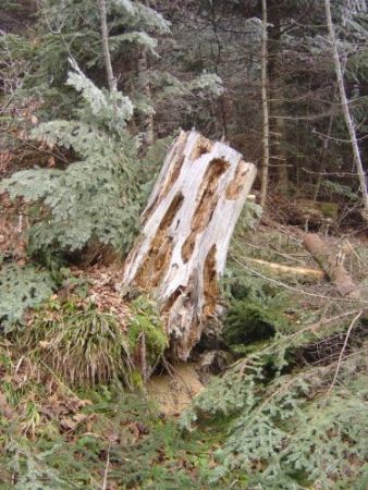Familienexkursion im Wald – «Totholz lebt!»