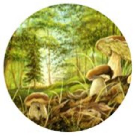 Grosse Pilz-Ausstellung 