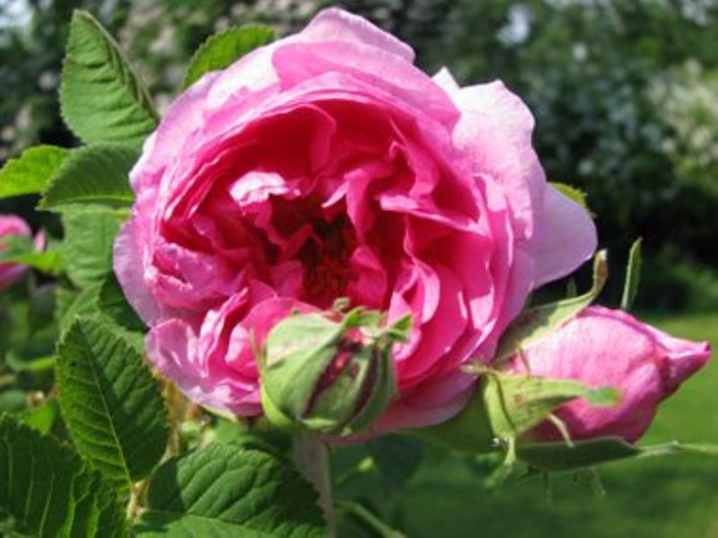 Rosentage im Roseanum Schönbrunn