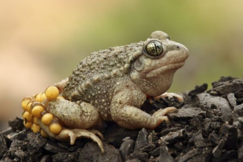  Tier des Jahres 2013 - Glögglifrosch im Eschheimertal