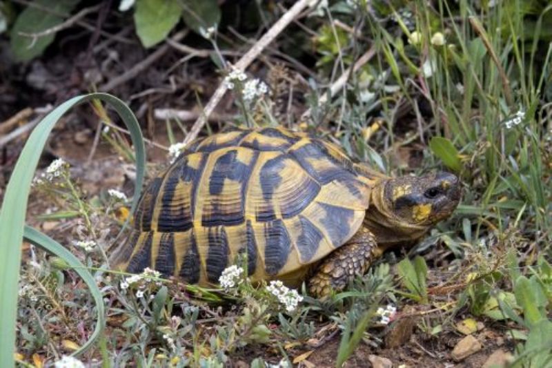 Ernährung der Schildkröten