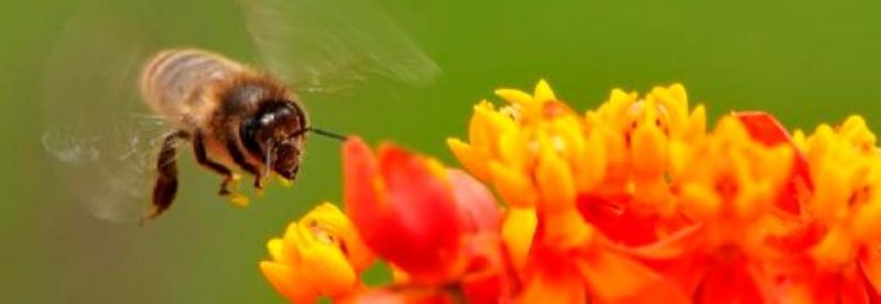Bienen – «wild und fleissig»