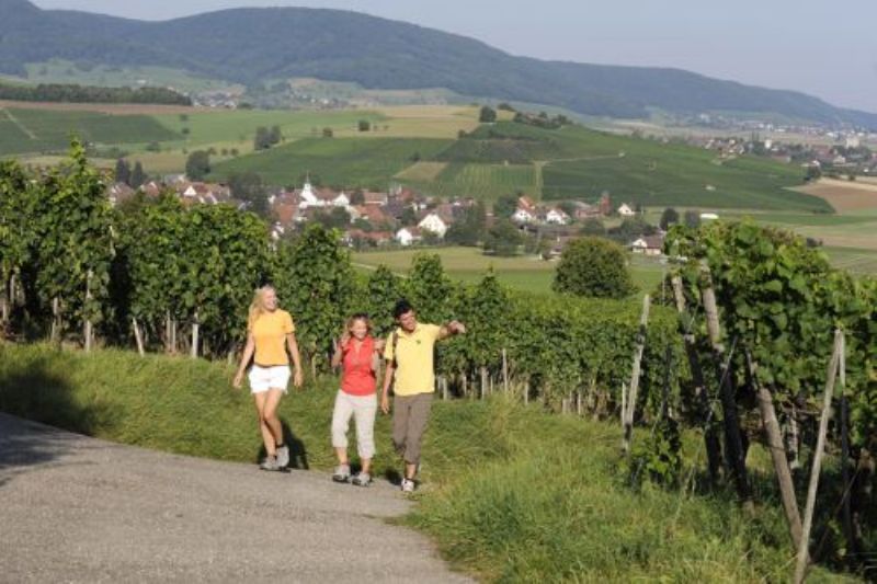 Reben und Wein