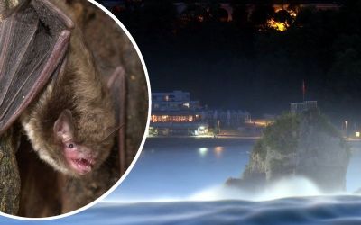 19. Internationale Nacht der Fledermäuse - das kulinarische Fledermaus-Erlebnis
