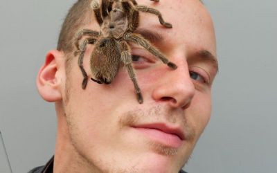 Insectophobie Riesen-Spinne und Insekten Ausstellung