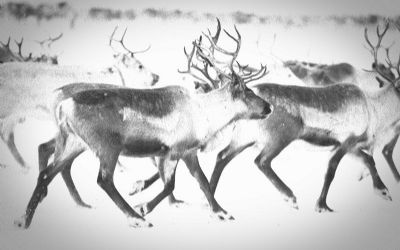 Jung Wild Techno