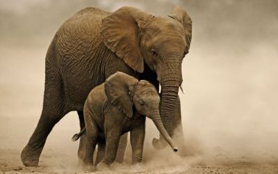 WWF Lauf für Afrikanische Elefanten