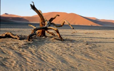 Namib - Die Kunst zu überleben