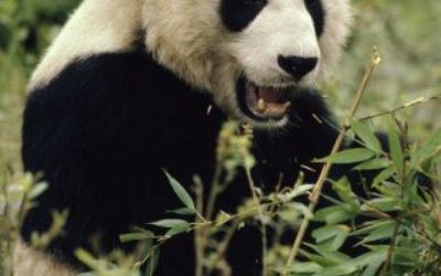 Das Engagement des WWF für den Grossen Panda
